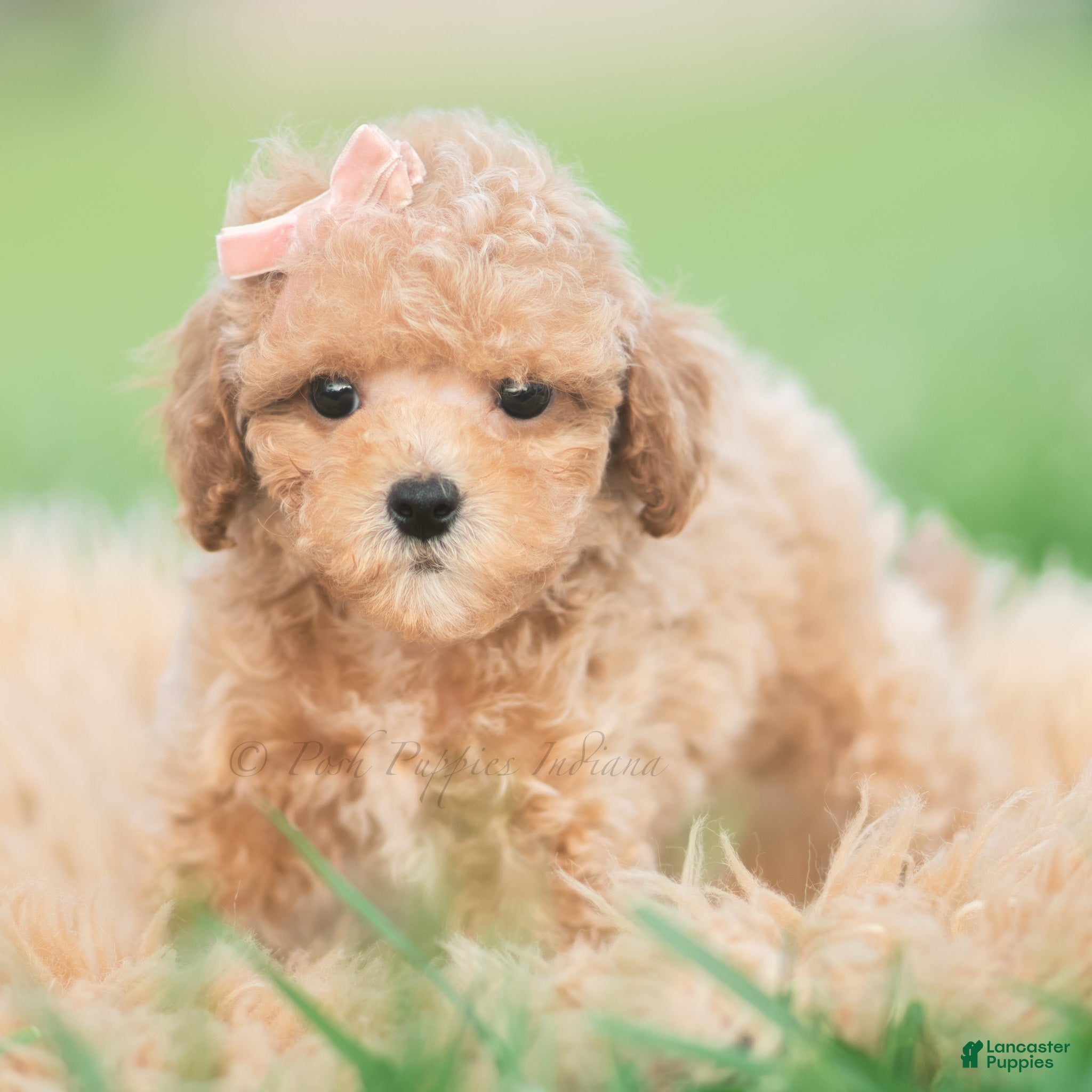 Toy Poodle dogs Elsie AKC - Ad 6