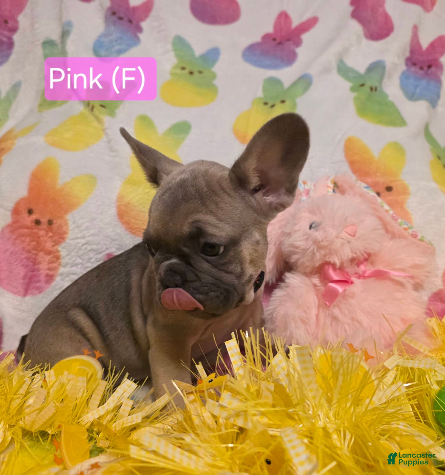 French Bulldog dogs French Bulldog Puppy 2 - Ad 28
