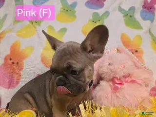 French Bulldog dogs French Bulldog Puppy 2 - Ad 29
