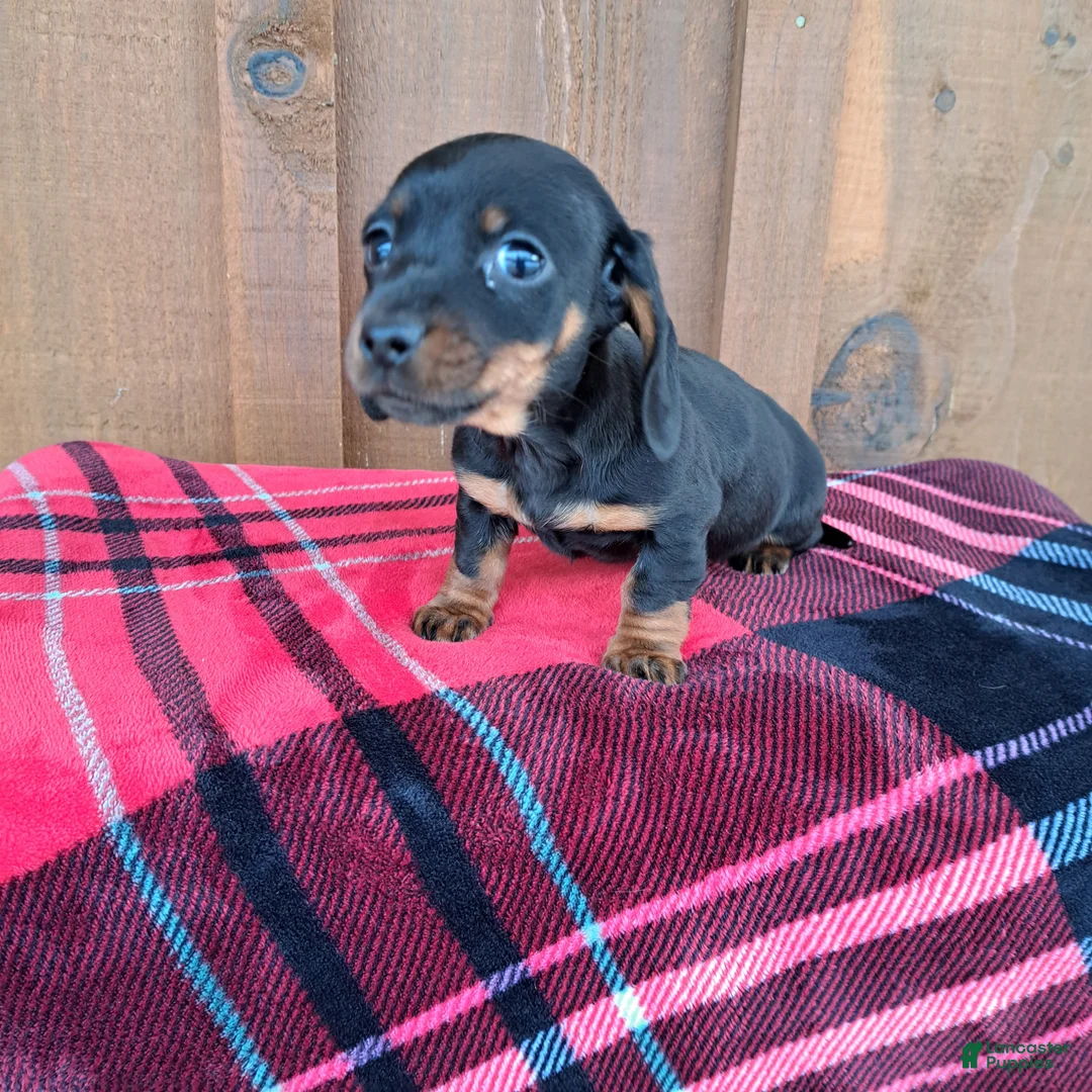 Dachshund dogs for sale: MADDIE - Ad 3