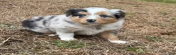 Australian Shepherd dogs for sale: Sasha - Ad 8