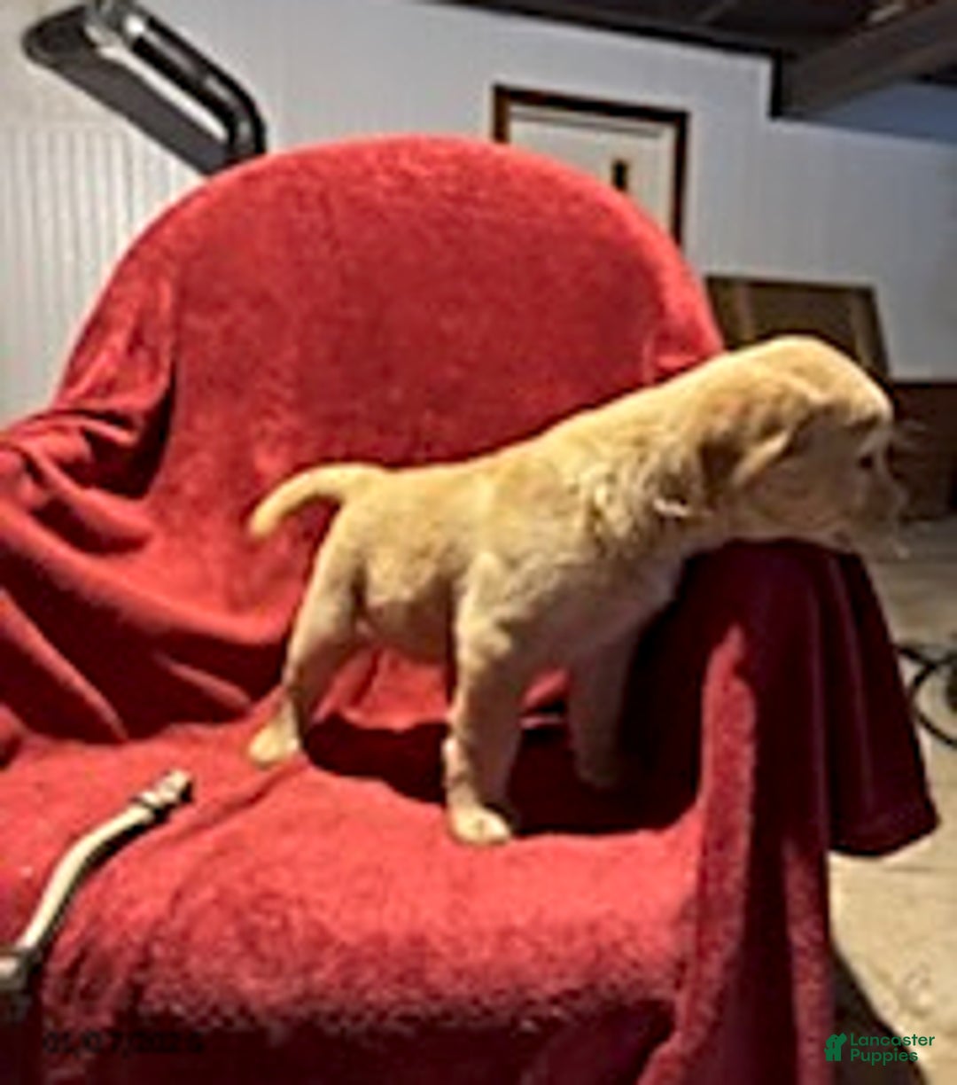 Goldador dogs for sale: Ava - Ad 3