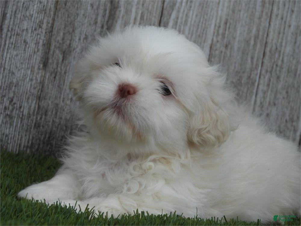 Shih Tzu dogs Remi - Ad 25