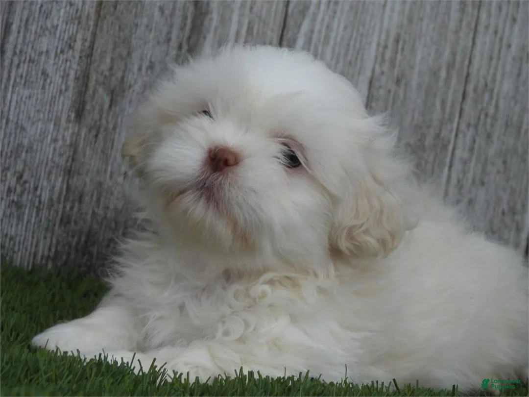Shih Tzu dogs for sale: Remi - Ad 1