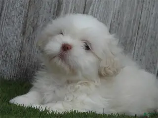 Shih Tzu dogs Remi - Ad 25