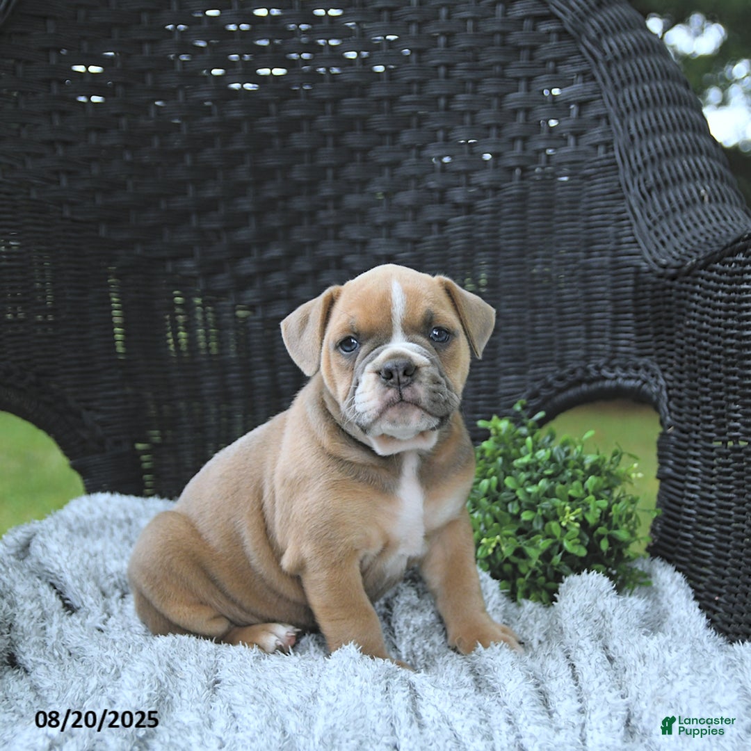 Olde English Bulldogge dogs for sale: Kaya - Ad 10