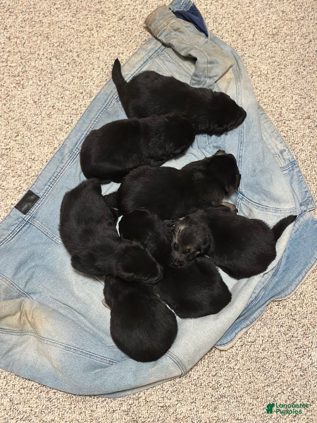 German Shepherd dogs for sale: River - Ad 2