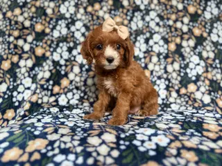 Cockapoo dogs Miley - Ad 16