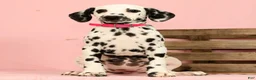 Dalmatian dogs for sale: Tulip - Ad 6