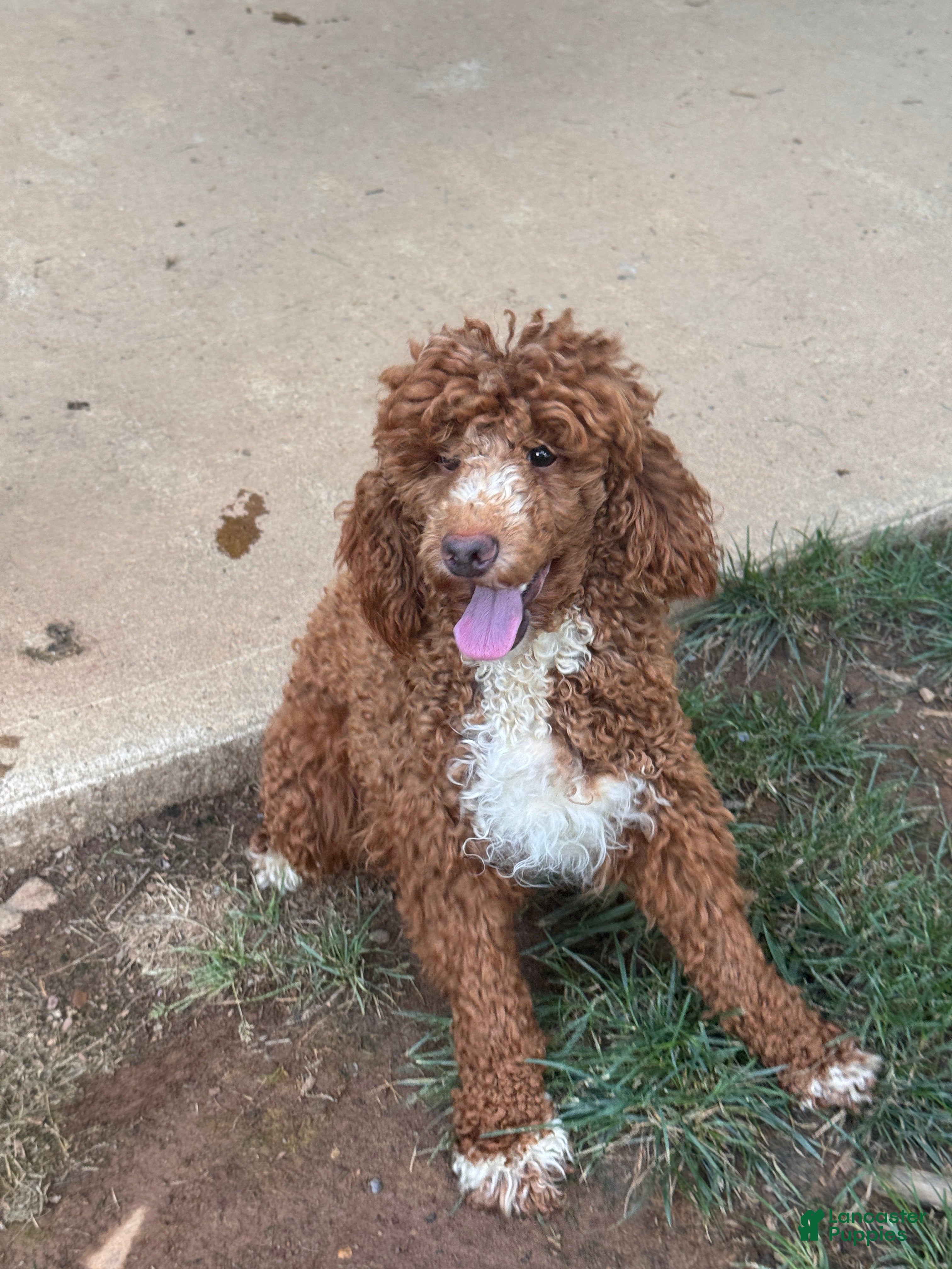 Miniature Poodle dogs Holly - Ad 2