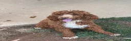 Miniature Poodle dogs for sale: Holly - Ad 2