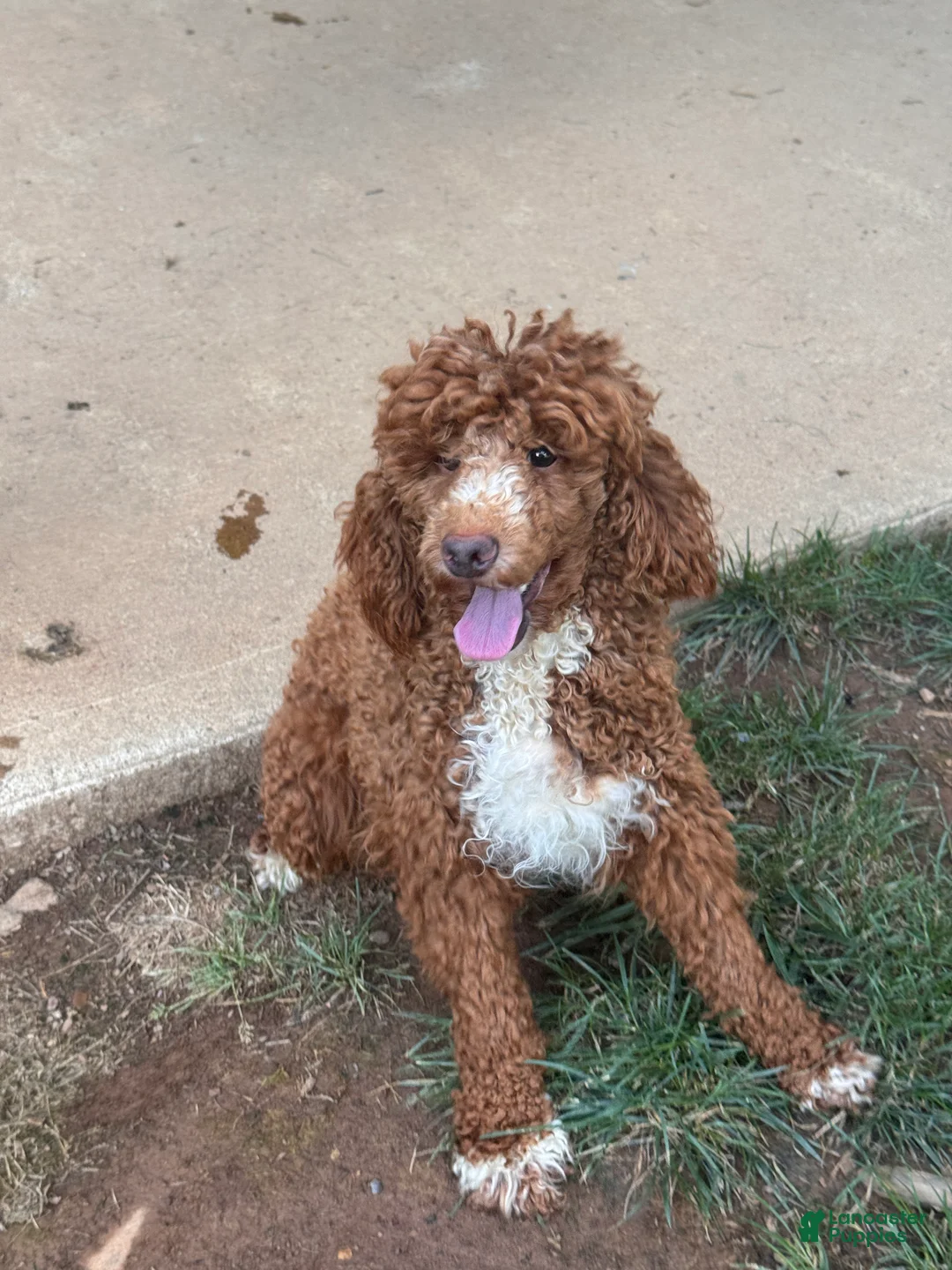 Miniature Poodle dogs for sale: Holly - Ad 2
