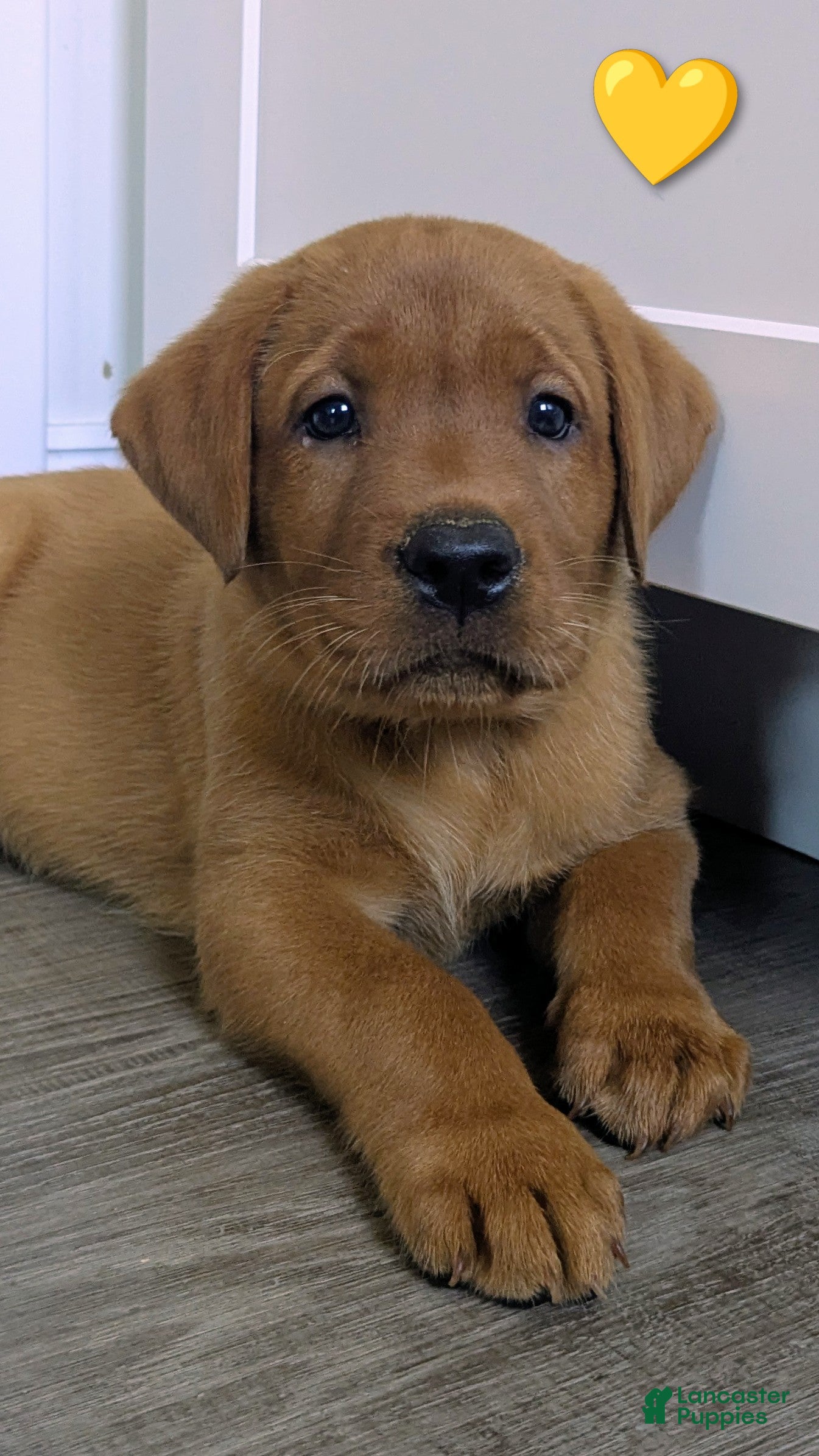 Labrador Retriever dogs Maggie - Ad 1
