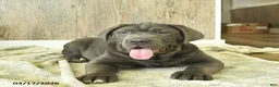Cane Corso dogs for sale: Atlas - Ad 3
