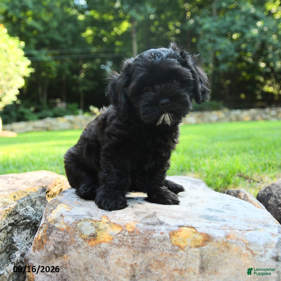 Shihpoo dogs for sale: Asher - Ad 2