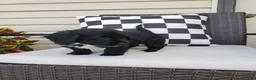 Yorkiepoo dogs for sale: Yorkiepoo 1 - Ad 4