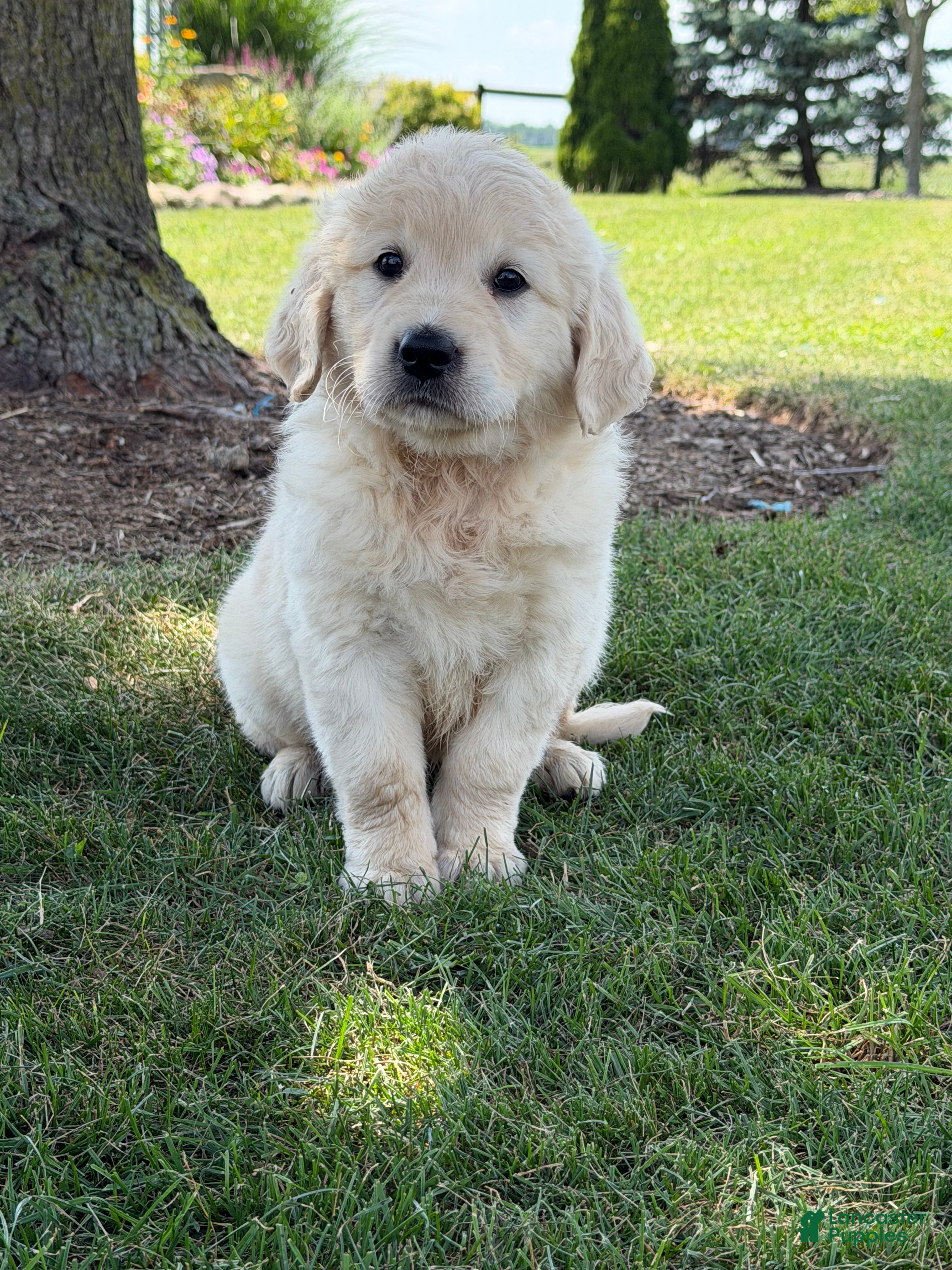 Golden Retriever dogs Pumpkin - Ad 2