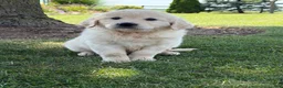 Golden Retriever dogs for sale: Pumpkin - Ad 2