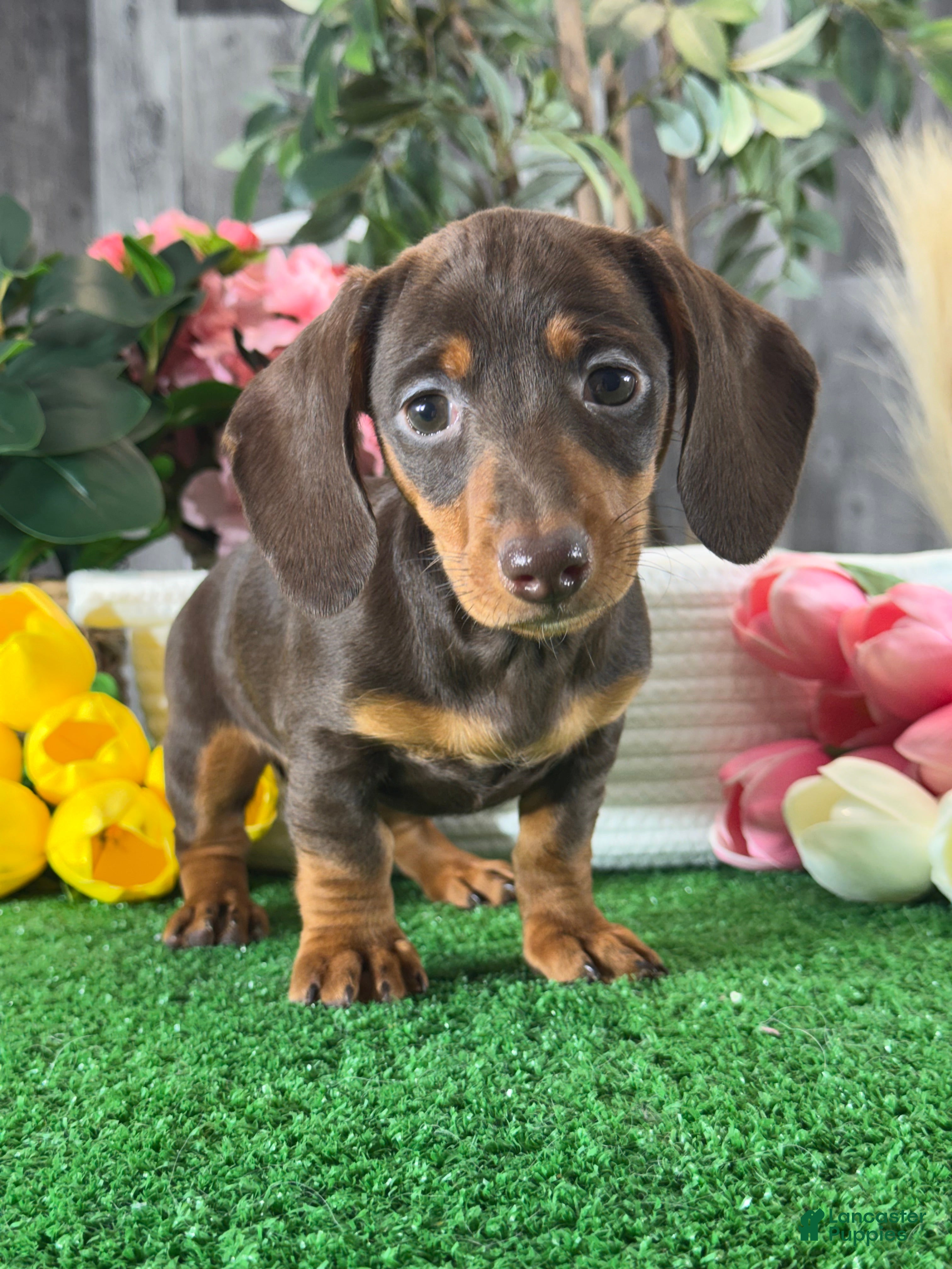 Dachshund dogs Darcy  - Ad 21