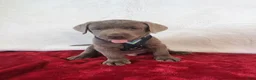 Labrador Retriever dogs for sale: Reagan - Ad 5