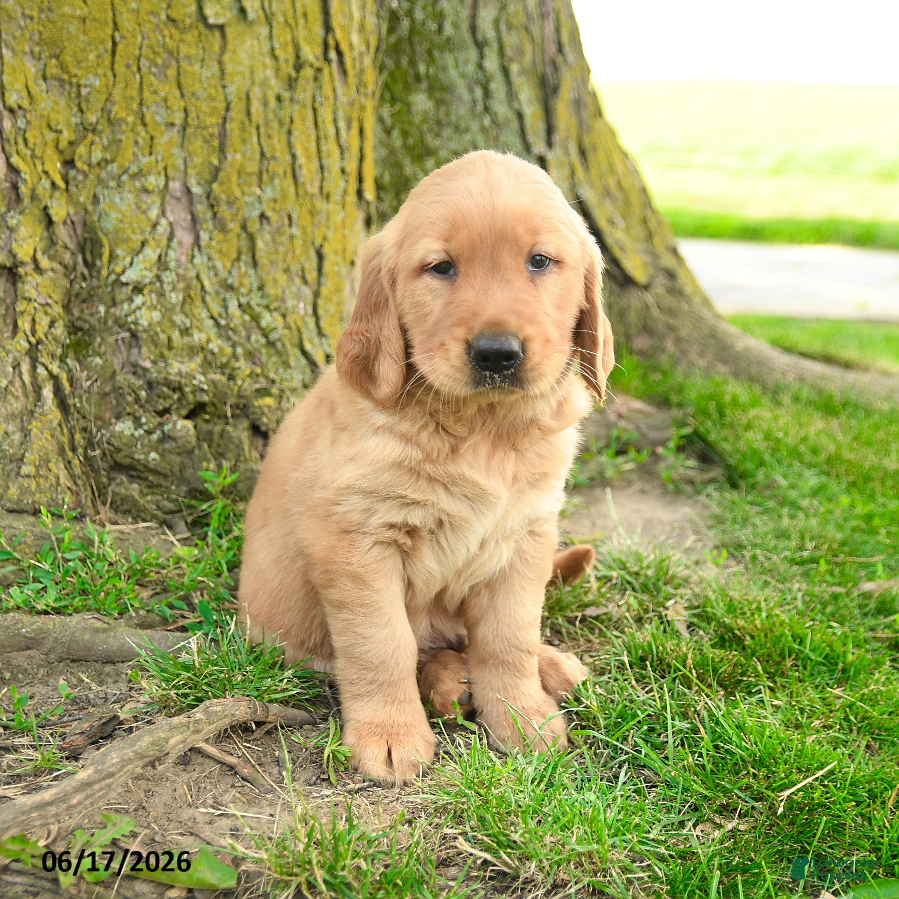 Golden Retriever dogs Princeton - Ad 2