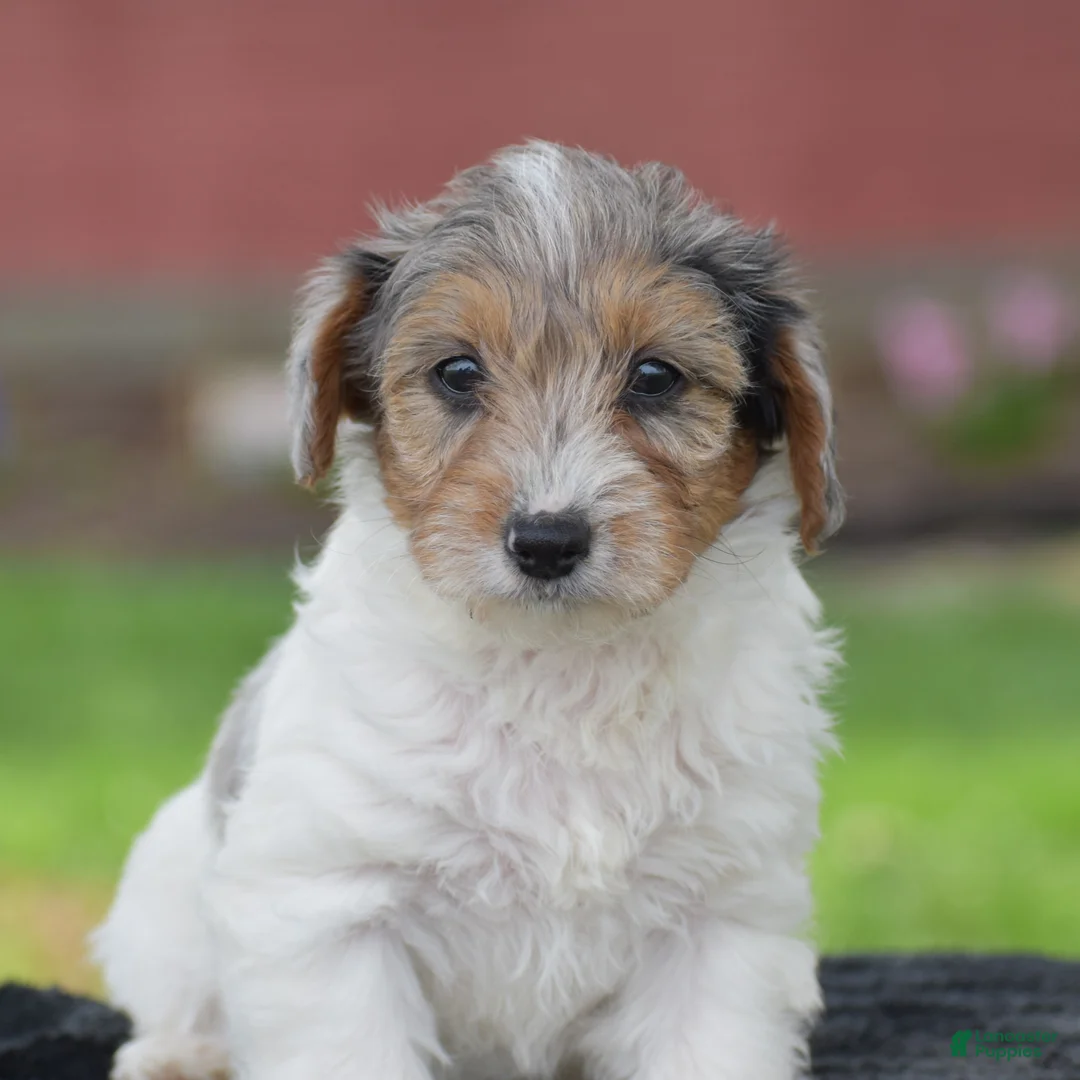 Yorkiepoo dogs for sale: Verl - Ad 1