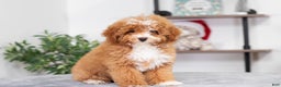 Miniature Poodle dogs for sale: Clara - Ad 4