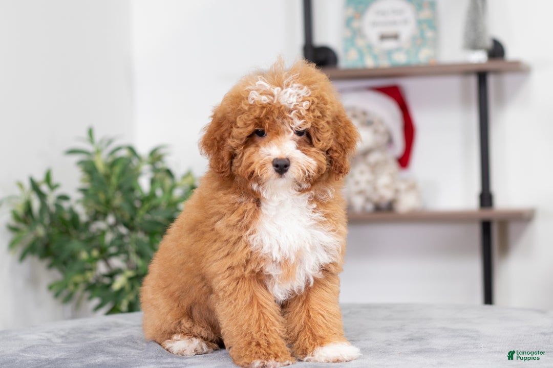 Miniature Poodle dogs for sale: Clara - Ad 4