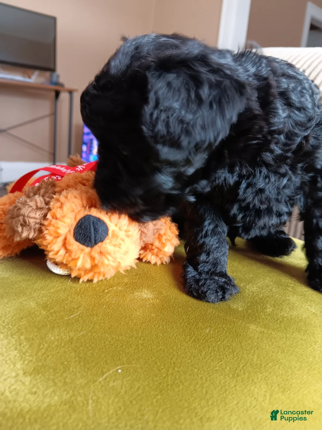 Miniature Poodle dogs for sale: Jean Pierre - Ad 2