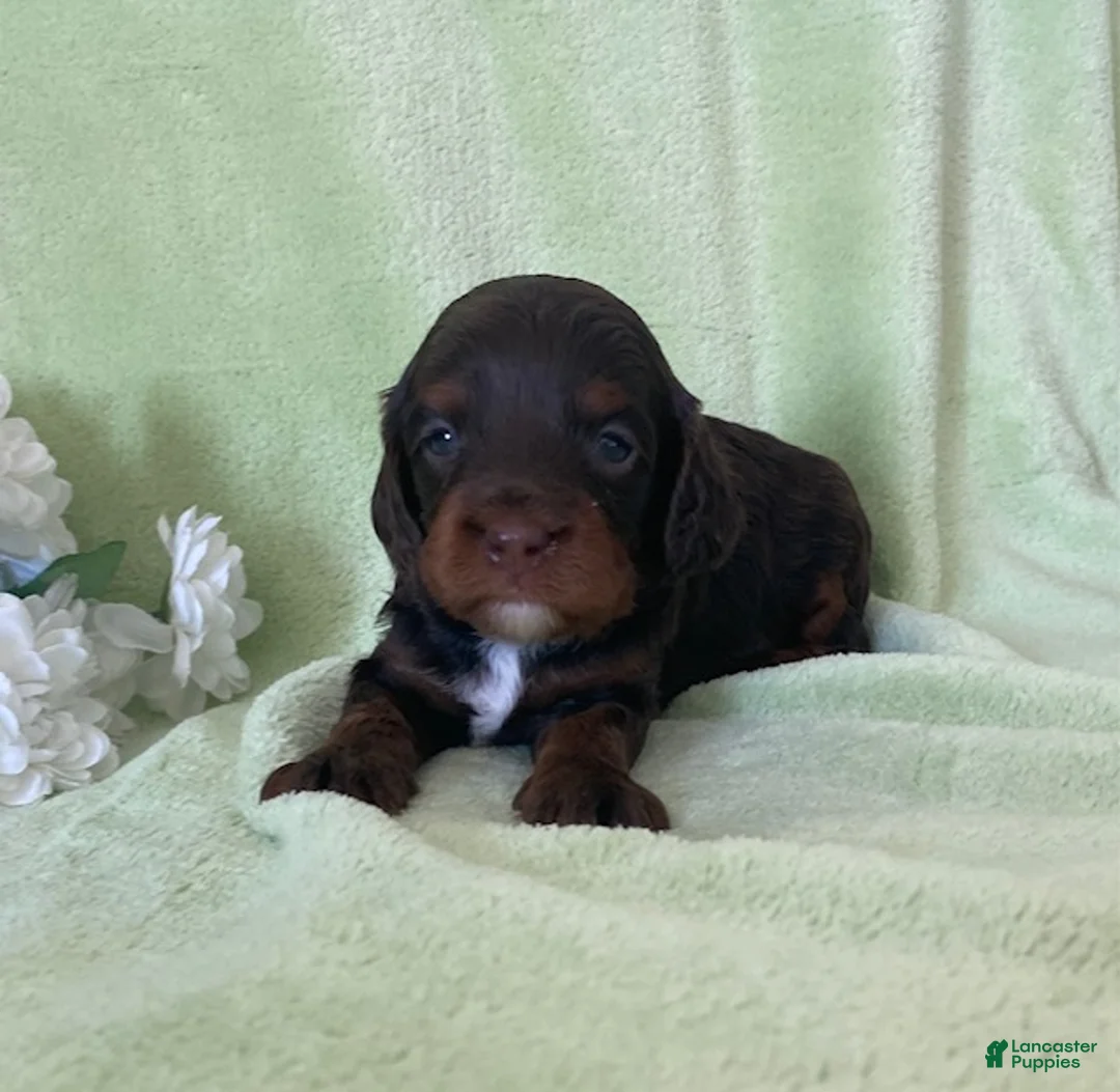 Cavapoo dogs for sale: Niles- Chocolate tri - Ad 2