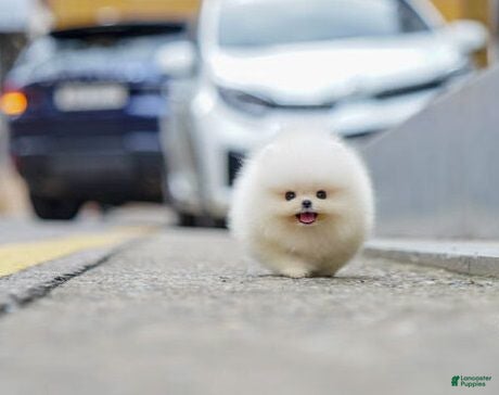 Pomeranian dogs Pomeranian 5 - Ad 15