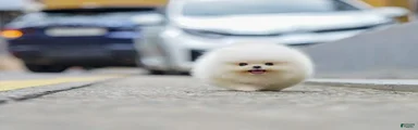 Pomeranian 5