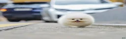 Pomeranian dogs for sale: Pomeranian 5 - Ad 1