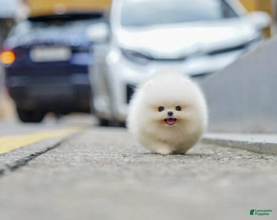 Pomeranian dogs for sale: Pomeranian 5 - Ad 1