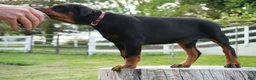 Doberman Pinscher dogs for sale: Macho - Ad 13