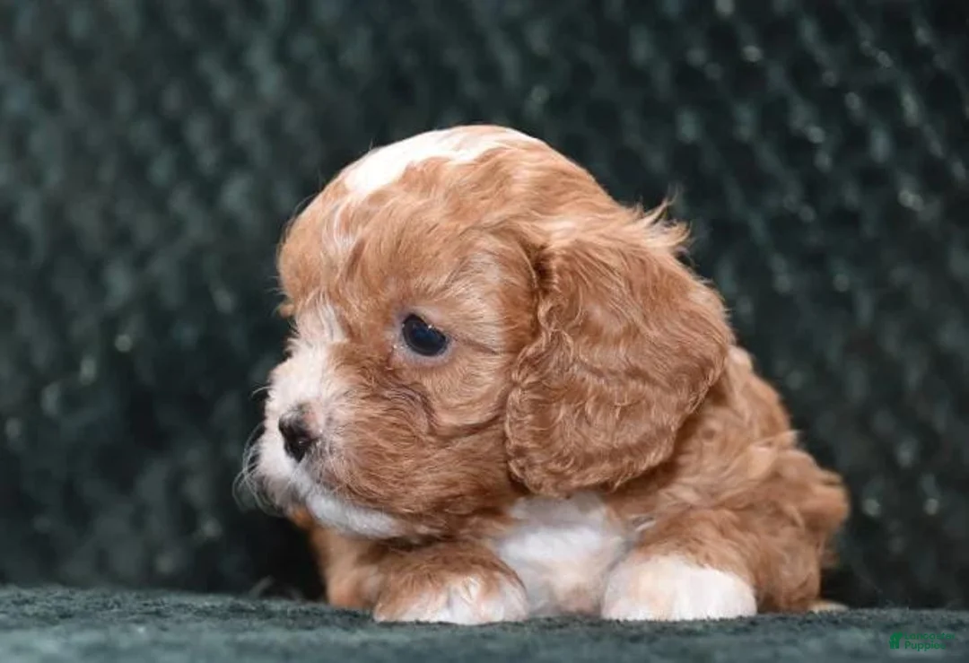 Cavapoo dogs for sale: Jayson - Ad 22