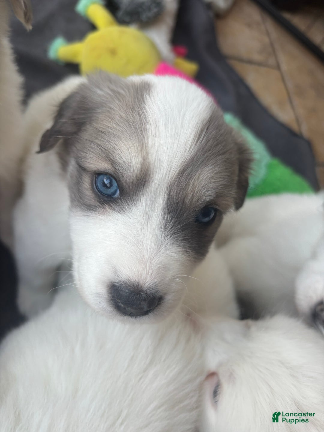 Great Pyrenees dogs for sale: Great Pyrenees - Ad 10