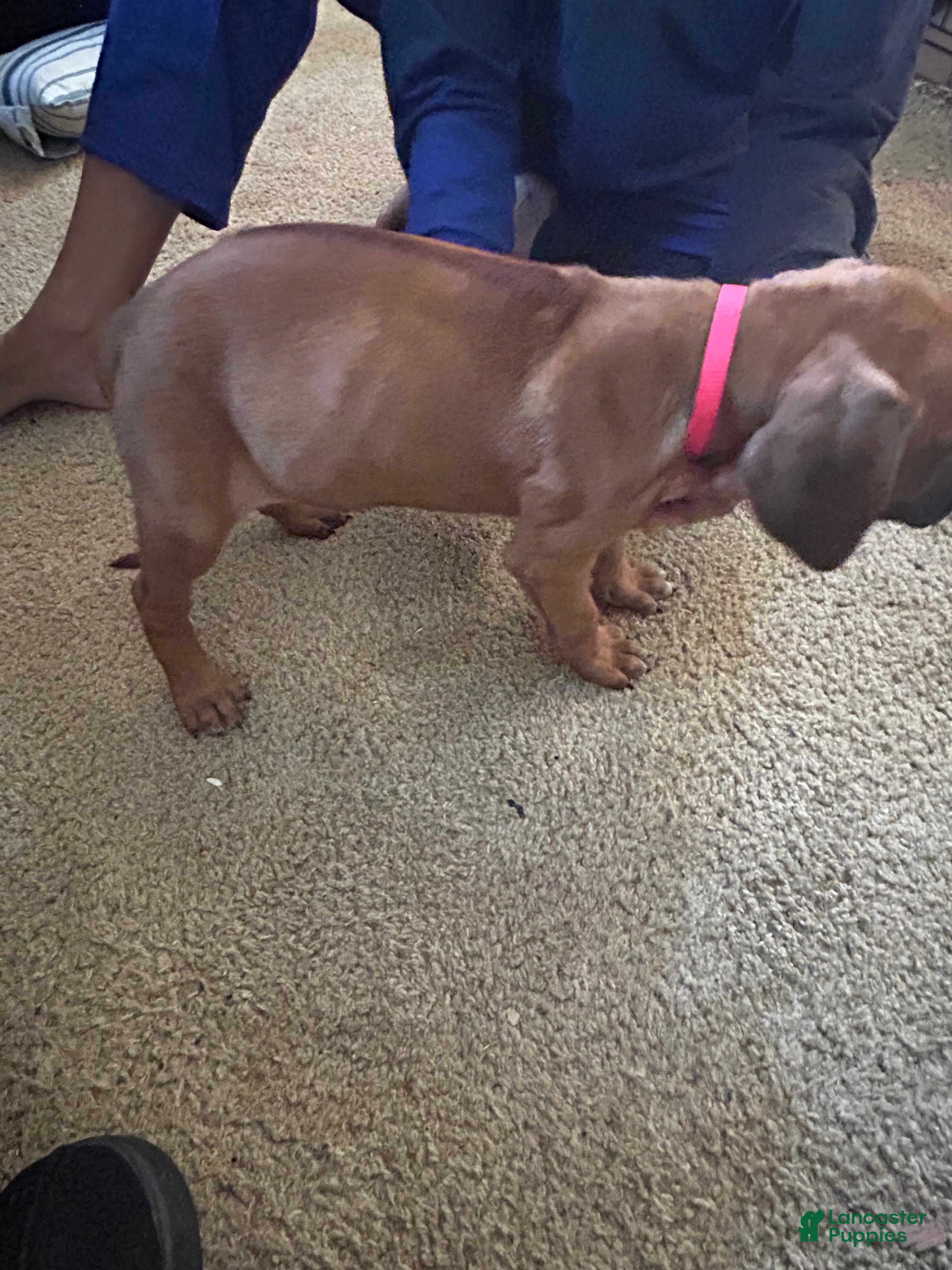 Rhodesian Ridgeback dogs Rhodesian Ridgeback Puppy 8 pink collar - Ad 18