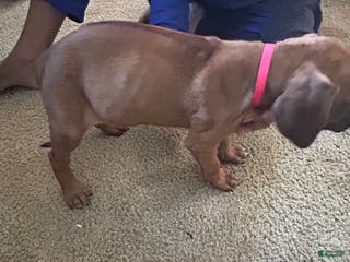 Rhodesian Ridgeback dogs Rhodesian Ridgeback Puppy 8 pink collar - Ad 19