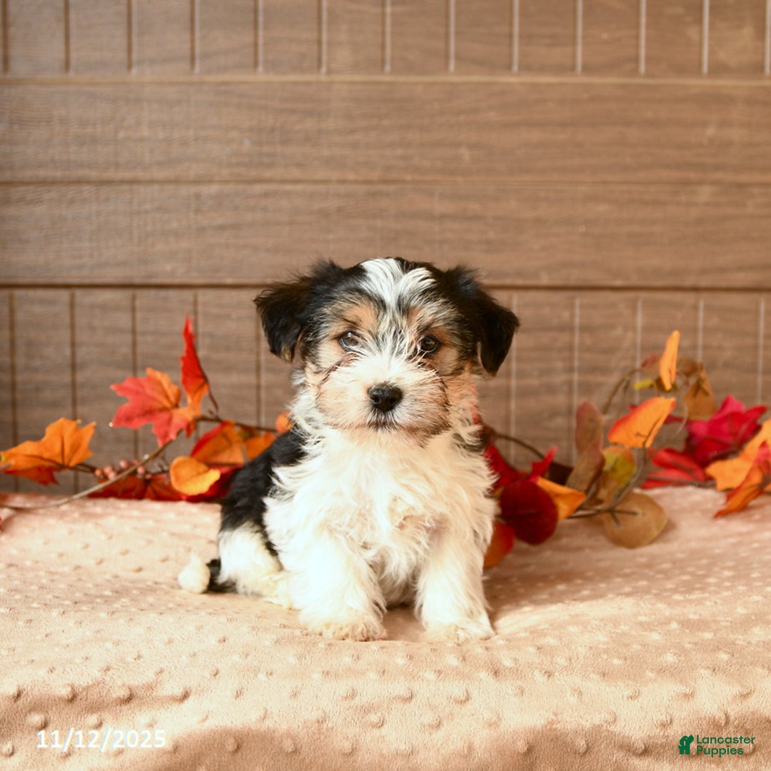 Morkie dogs for sale: Jack  - Ad 1