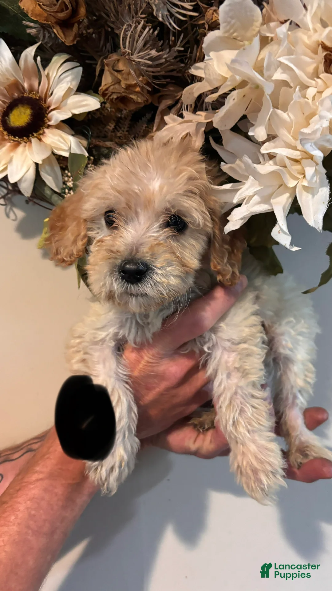 Mini Goldendoodle dogs for sale: Mini Goldendoodle 2 - Ad 1