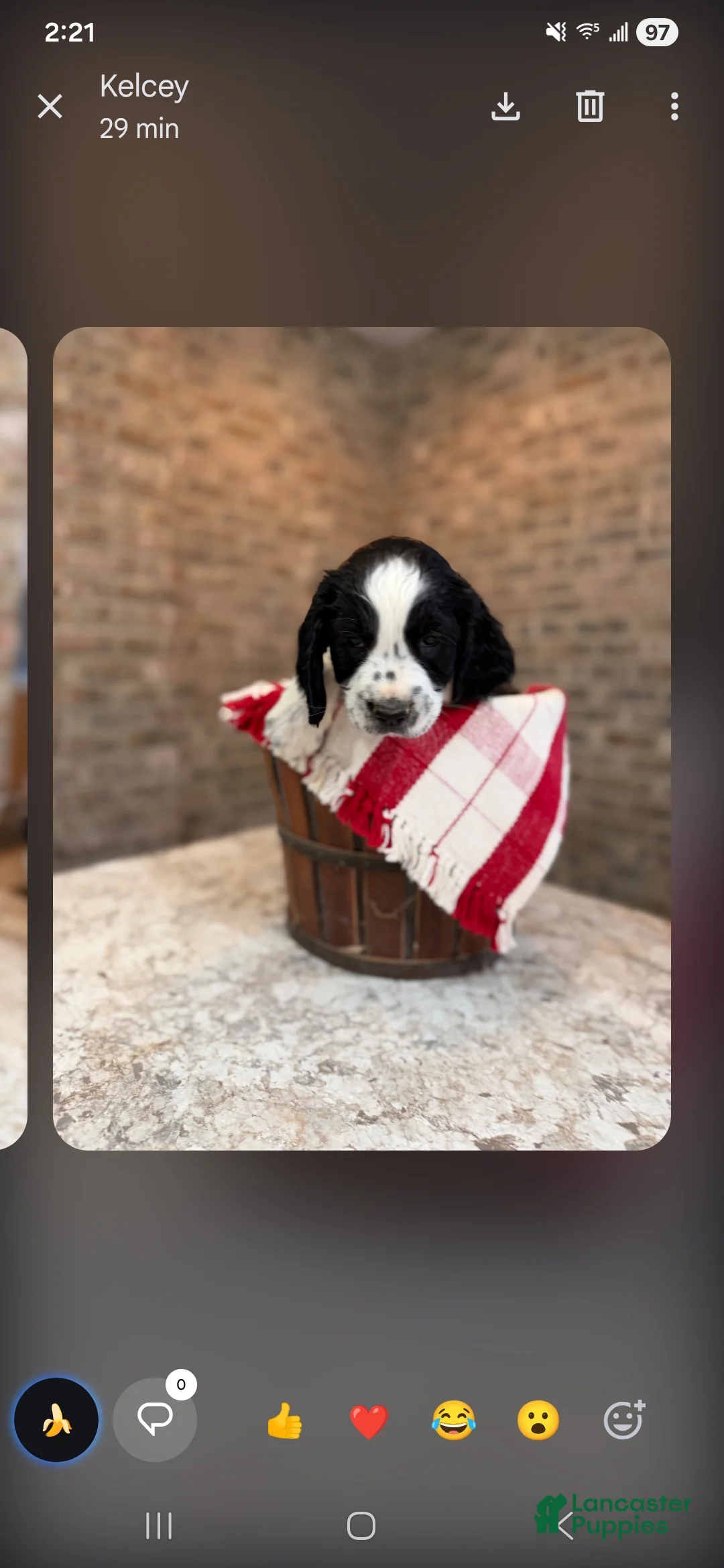 English Springer Spaniel dogs for sale: English Springer Spaniel Puppy 9 - Ad 1