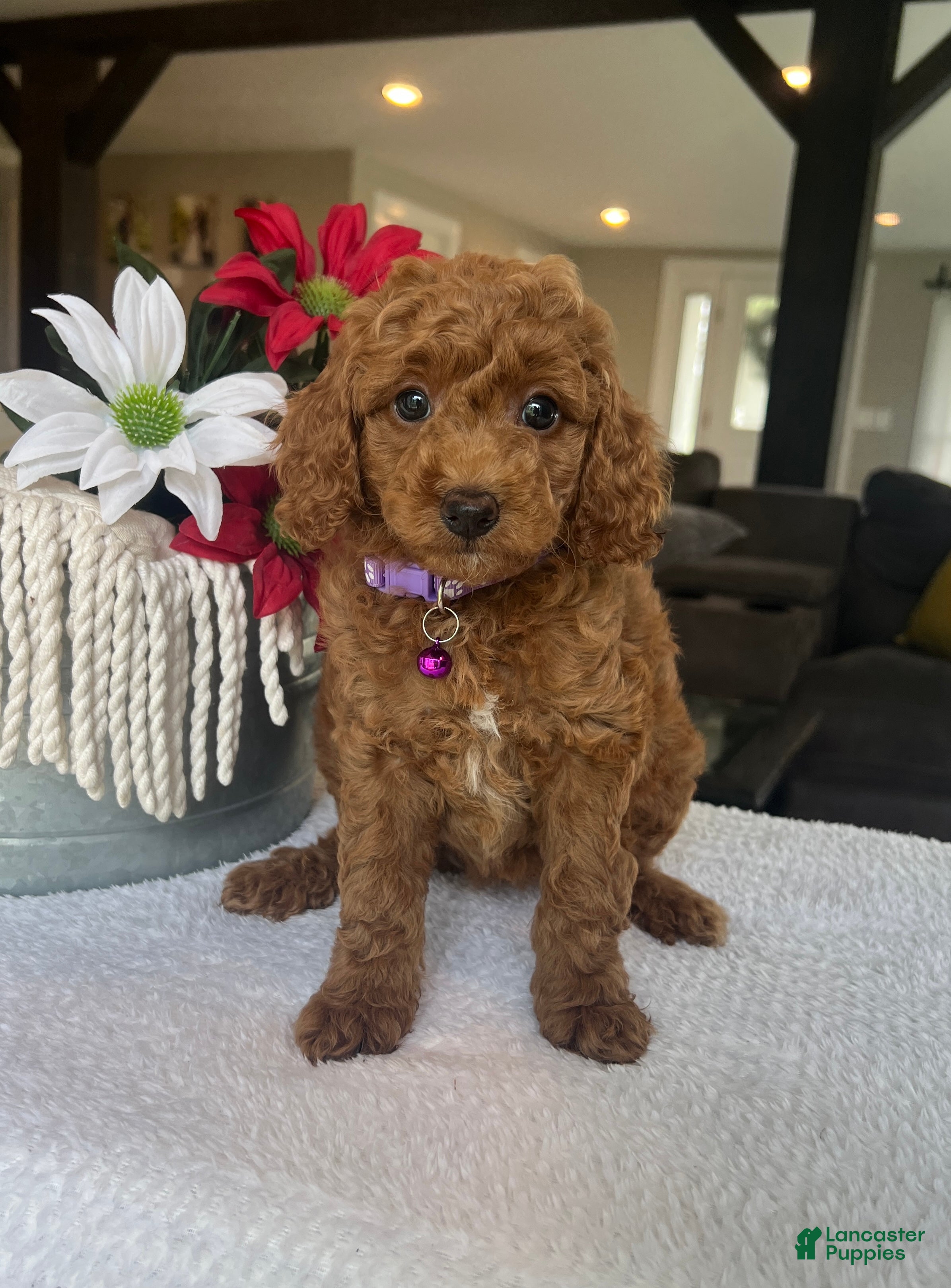 Mini Goldendoodle dogs Rosie - Ad 1