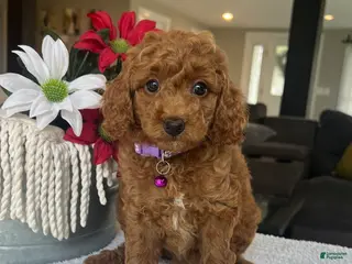 Mini Goldendoodle dogs for sale: Rosie - Ad 3