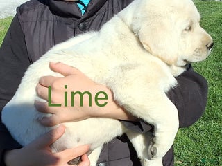 Labrador Retriever dogs - Ad 2