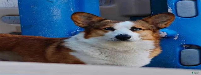 Tucker