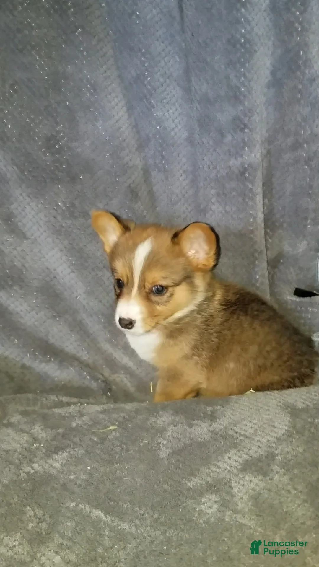 Mixed Breed dogs for sale: Archer - Ad 2