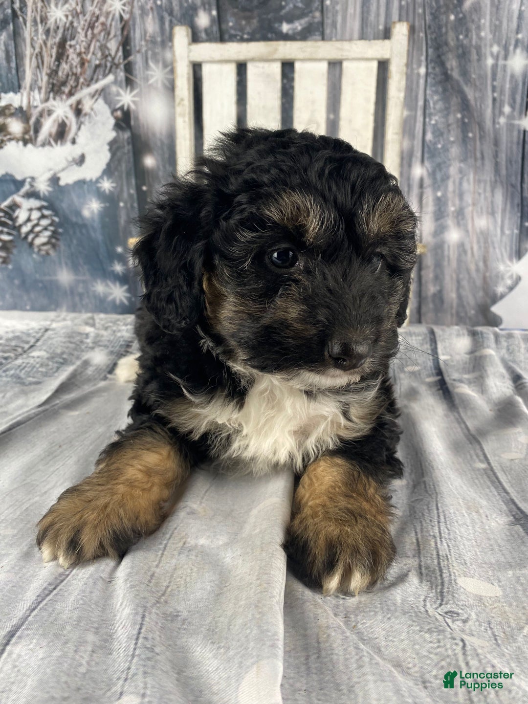 Aussiedoodle dogs for sale: Clarabell - Ad 7