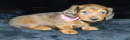 Miniature Dachshund dogs for sale: AKC Jewel - Ad 5