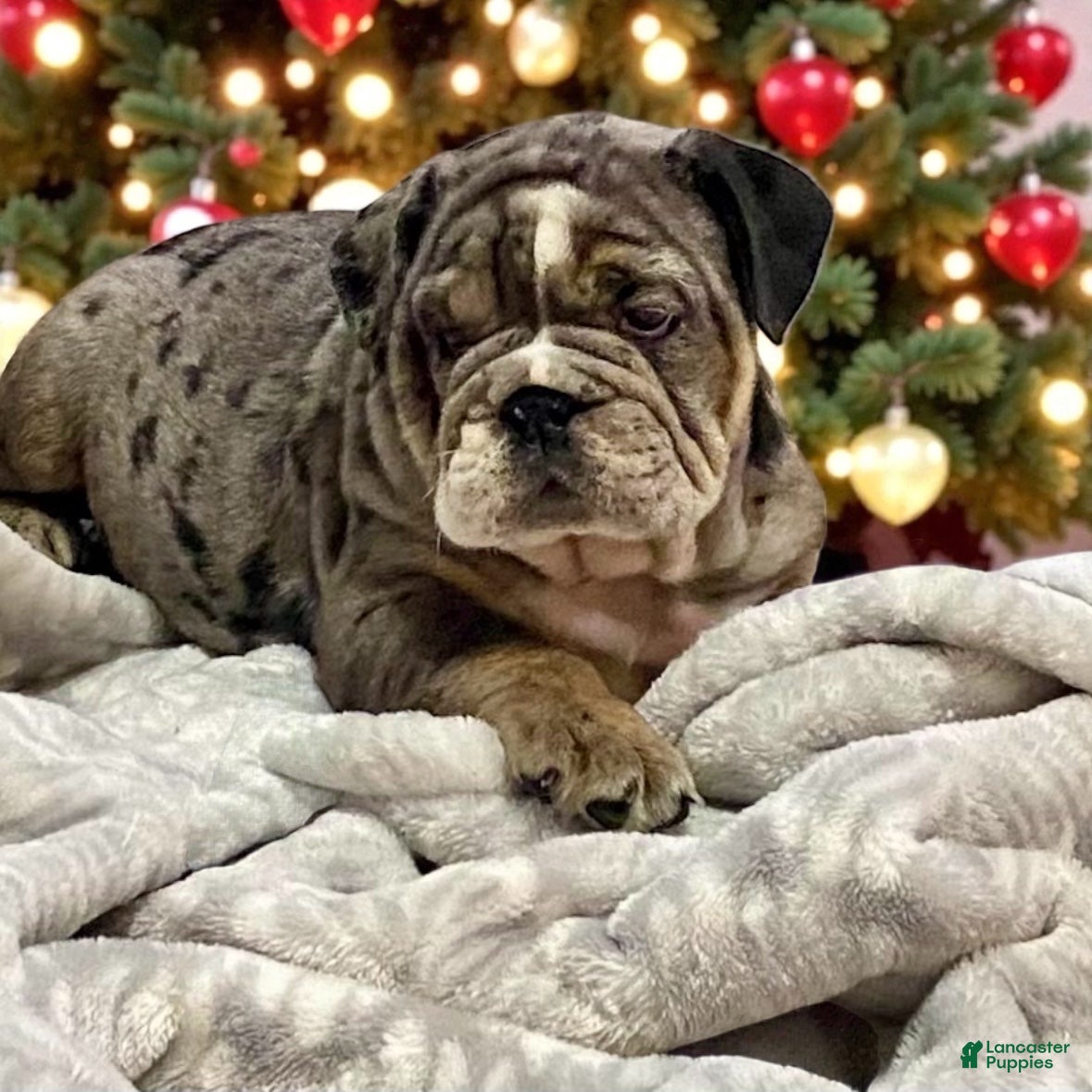English Bulldog dogs Lilly - Ad 18